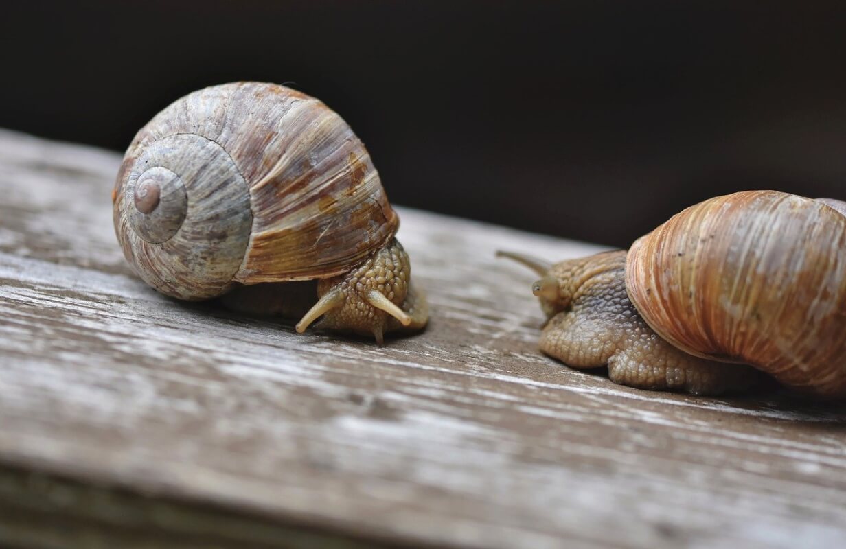 escargots: la maison sur le dos